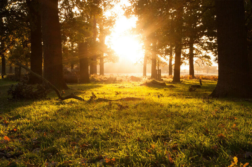 Sunlight through a section of trees